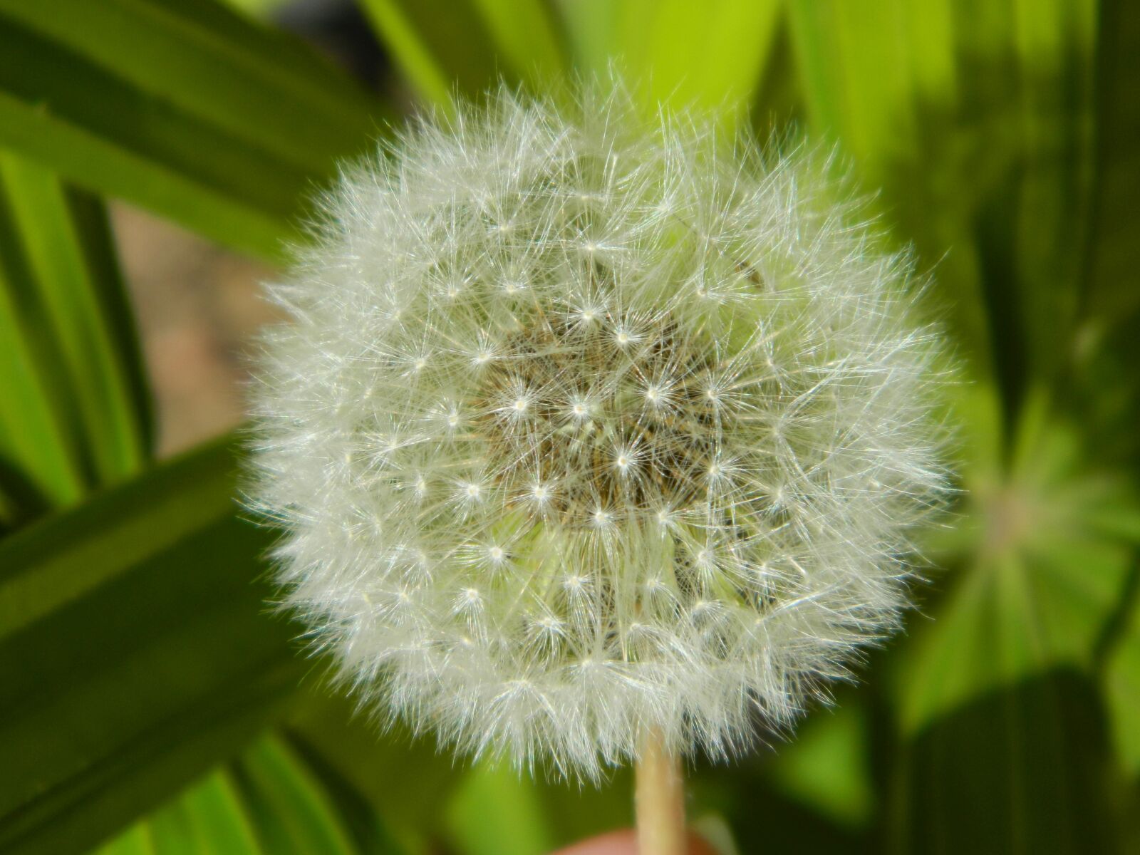 Nikon Coolpix L120 sample photo. Nature, plant, dandelion photography