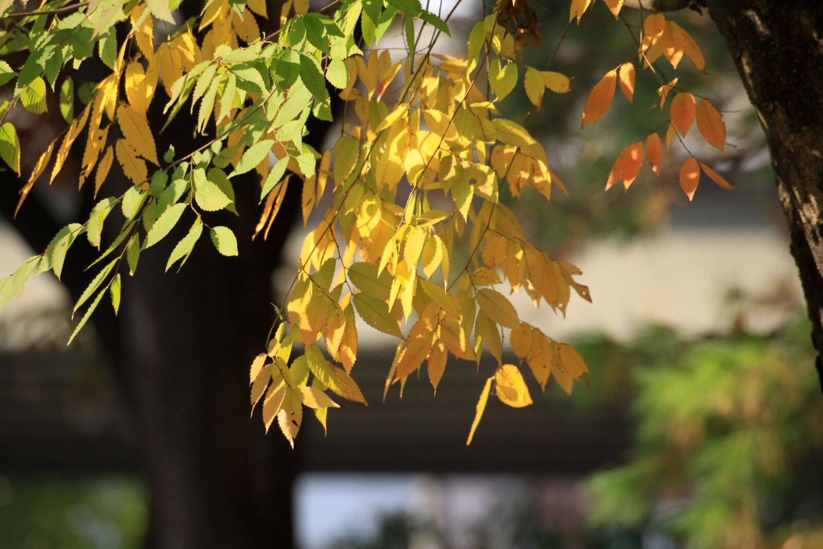 Canon EOS 50D sample photo. Autumn leaves, autumn, the photography