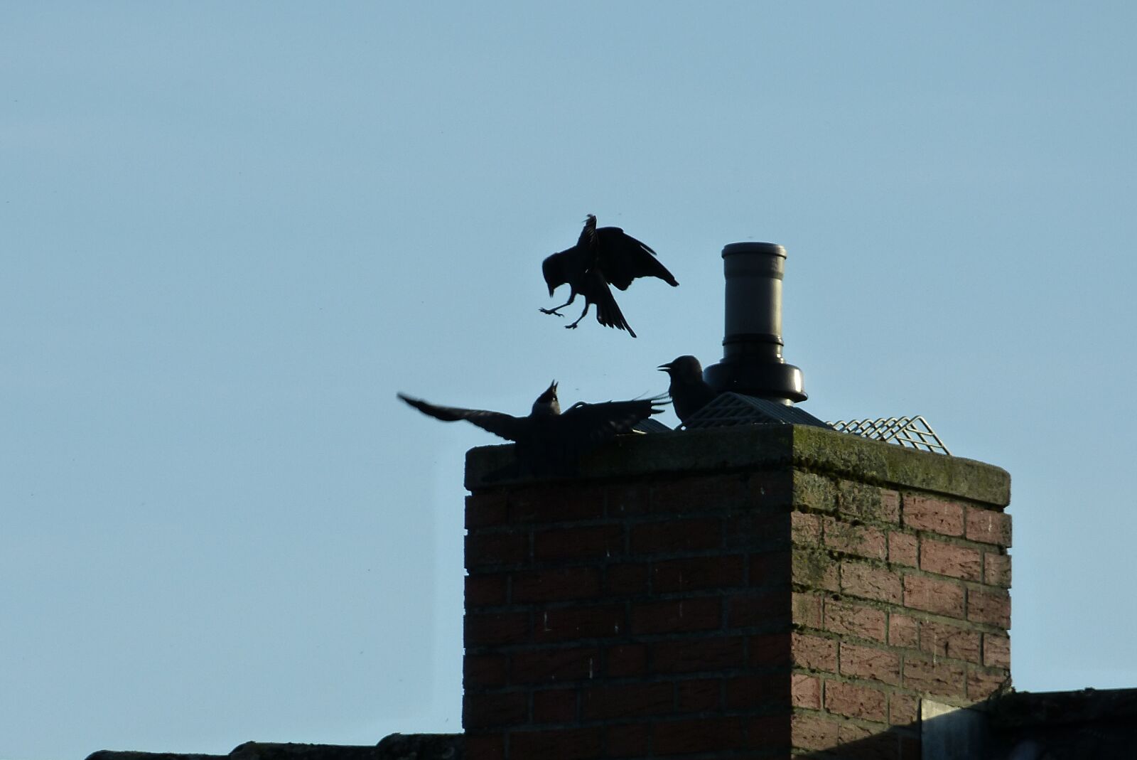 Panasonic Lumix DMC-FZ150 sample photo. Jackdaws, chimney, roof photography