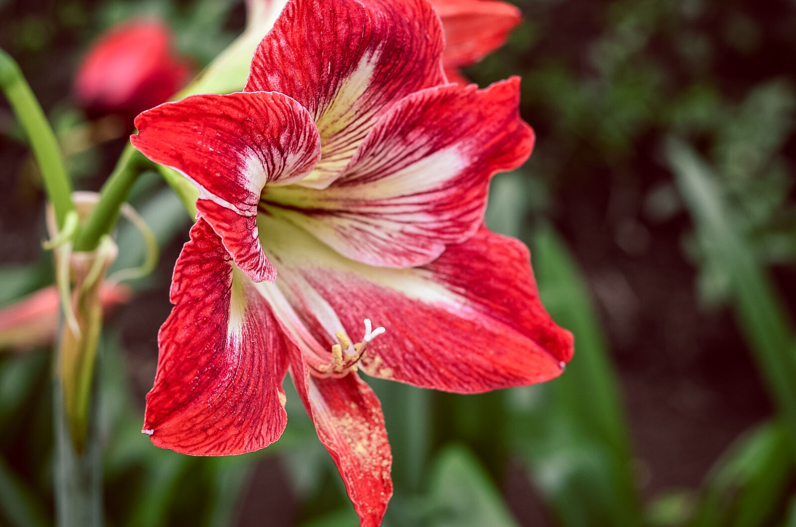 Nikon AF-S Nikkor 50mm F1.8G sample photo. Red, 6, petaled, flower photography