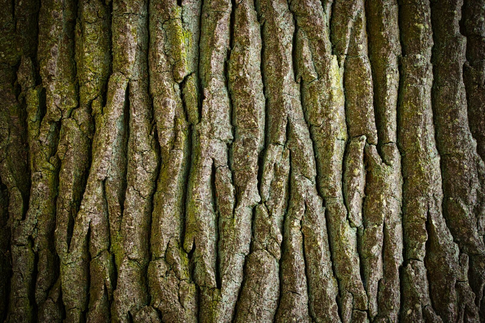 Canon EOS 200D (EOS Rebel SL2 / EOS Kiss X9) sample photo. Log, tree, bark photography