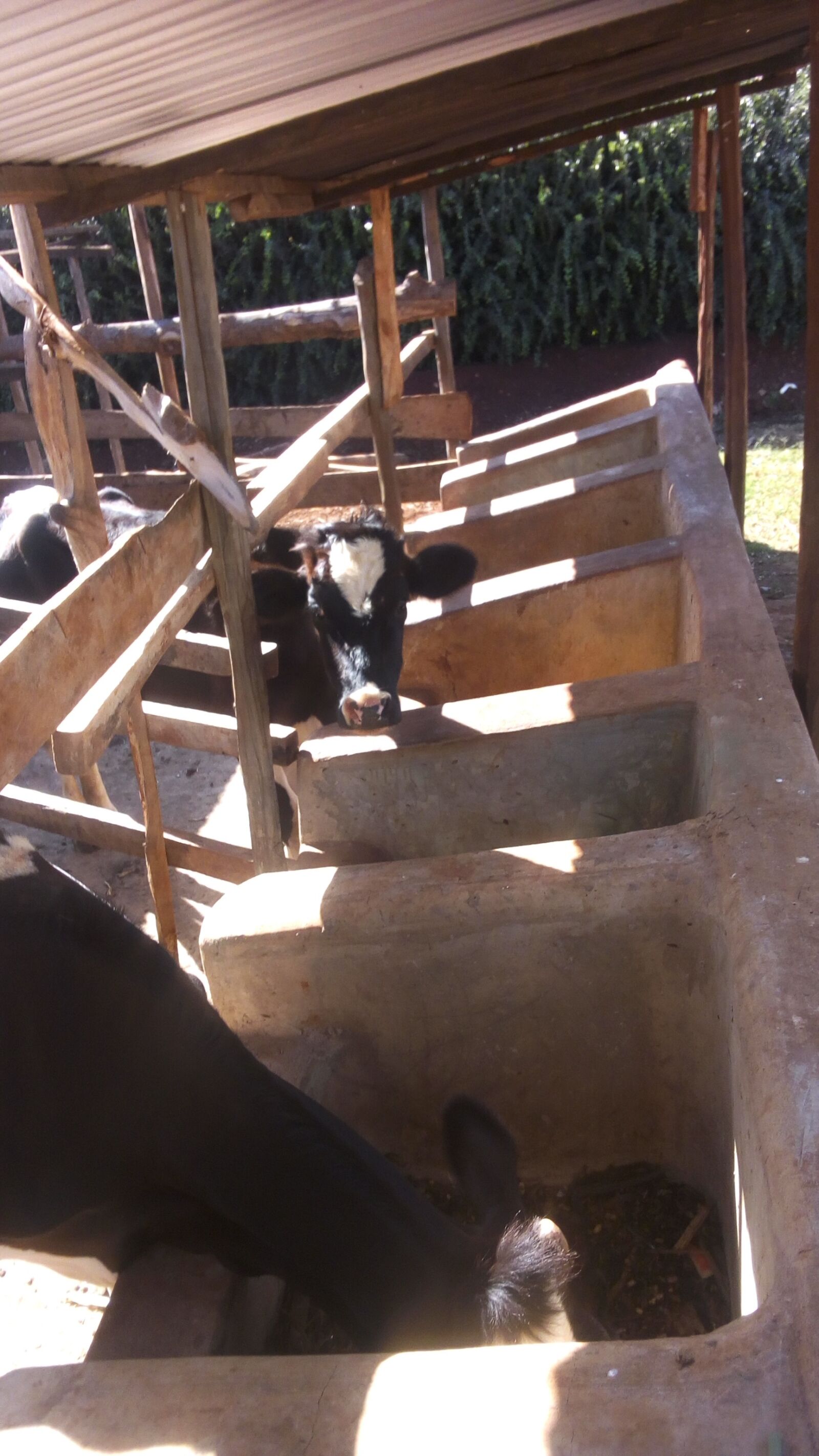 TECNO W3 sample photo. Cow, zero-grazing, trough photography