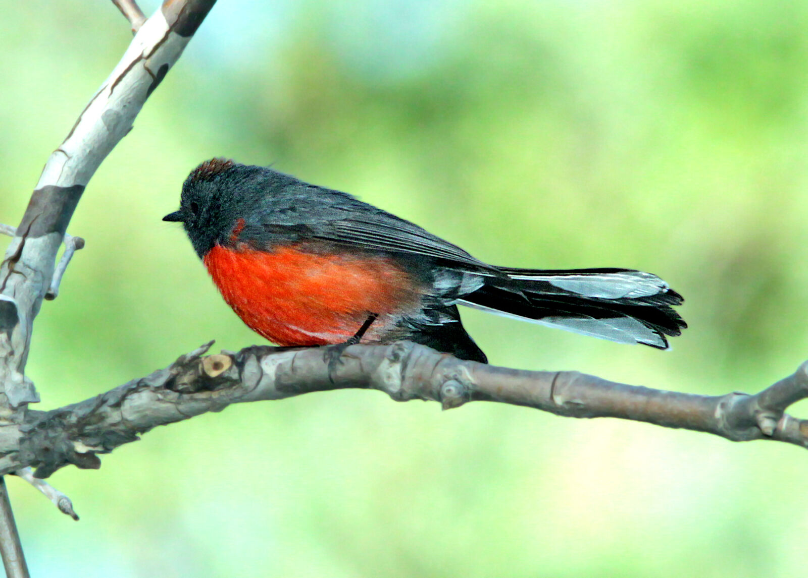 Canon EF 300mm F4L IS USM sample photo