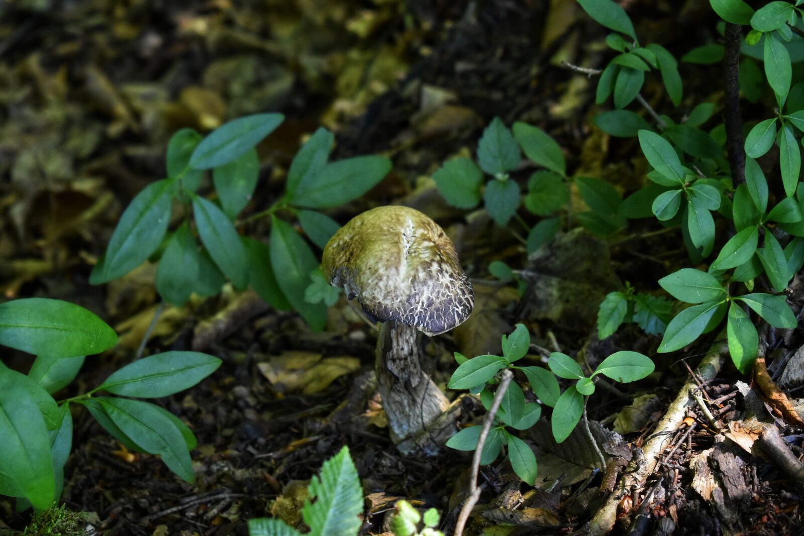 Nikon D3500 sample photo. Mushrooms, forest, plants photography
