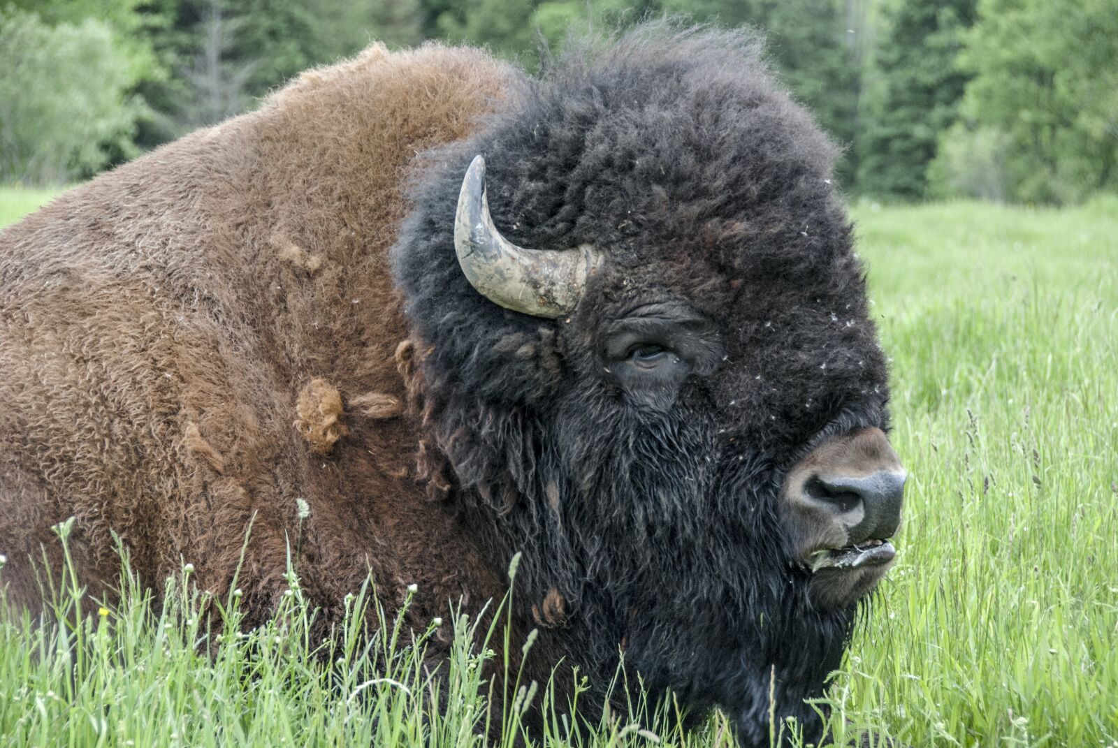 Nikon D80 sample photo. America, canada, bison photography