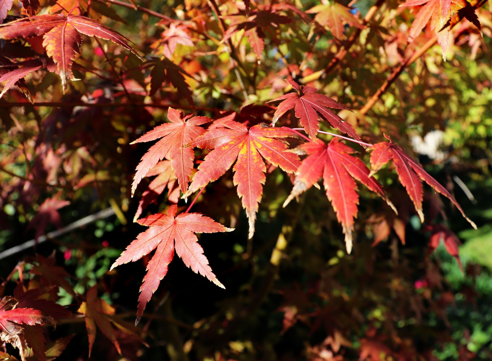 Canon EOS 800D (EOS Rebel T7i / EOS Kiss X9i) sample photo. Maple, tree, autumn photography