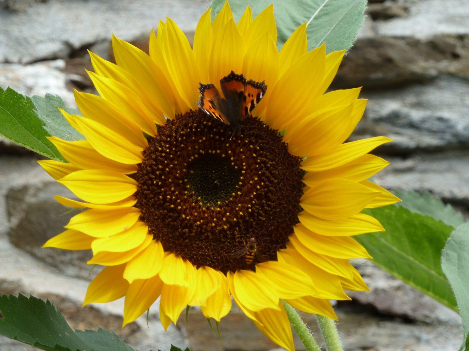 Panasonic Lumix DMC-ZS5 (Lumix DMC-TZ8) sample photo. Sunflower with butterfly, sunflower photography