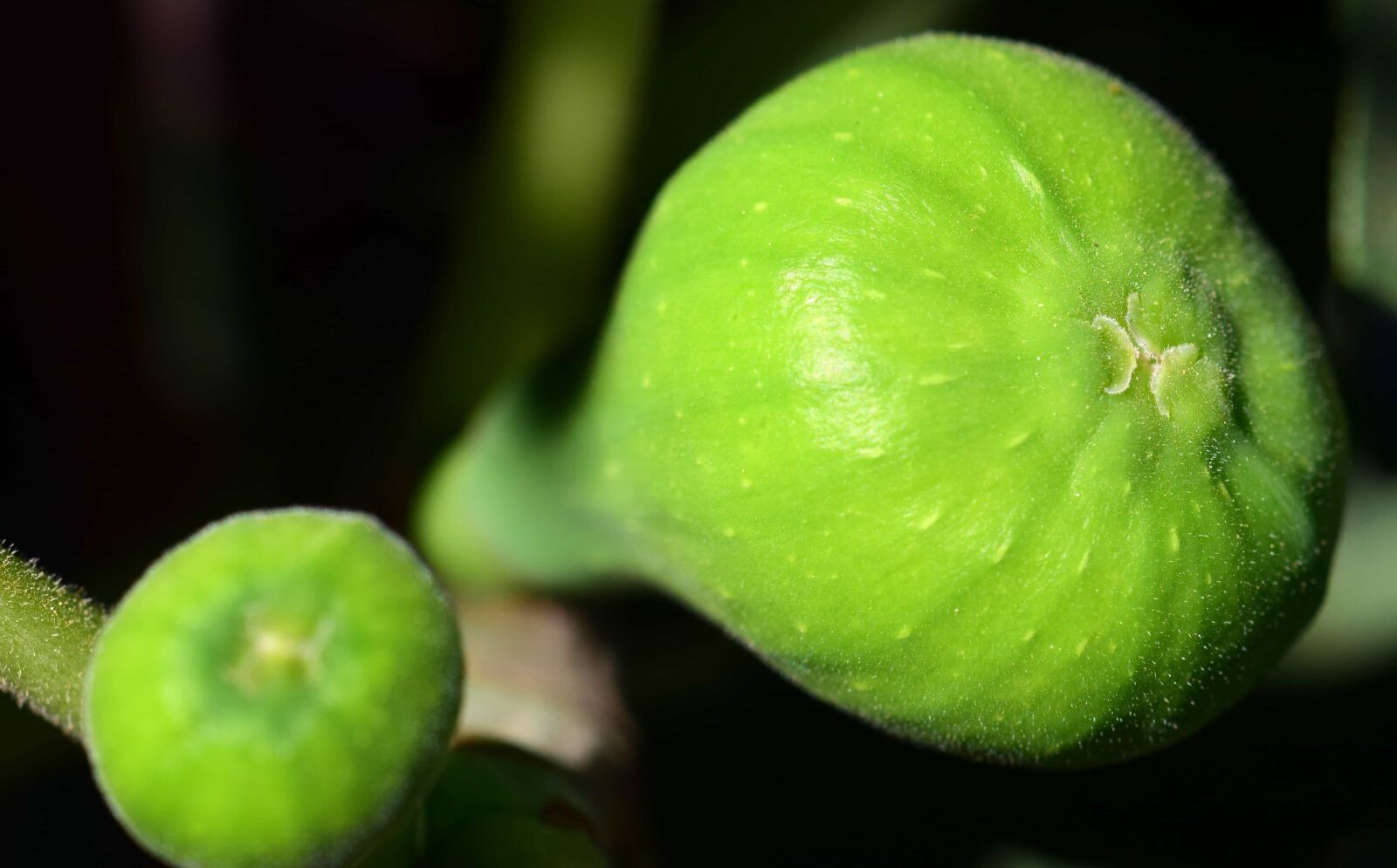 Nikon D3300 sample photo. Fruit, nature, food, leaf photography