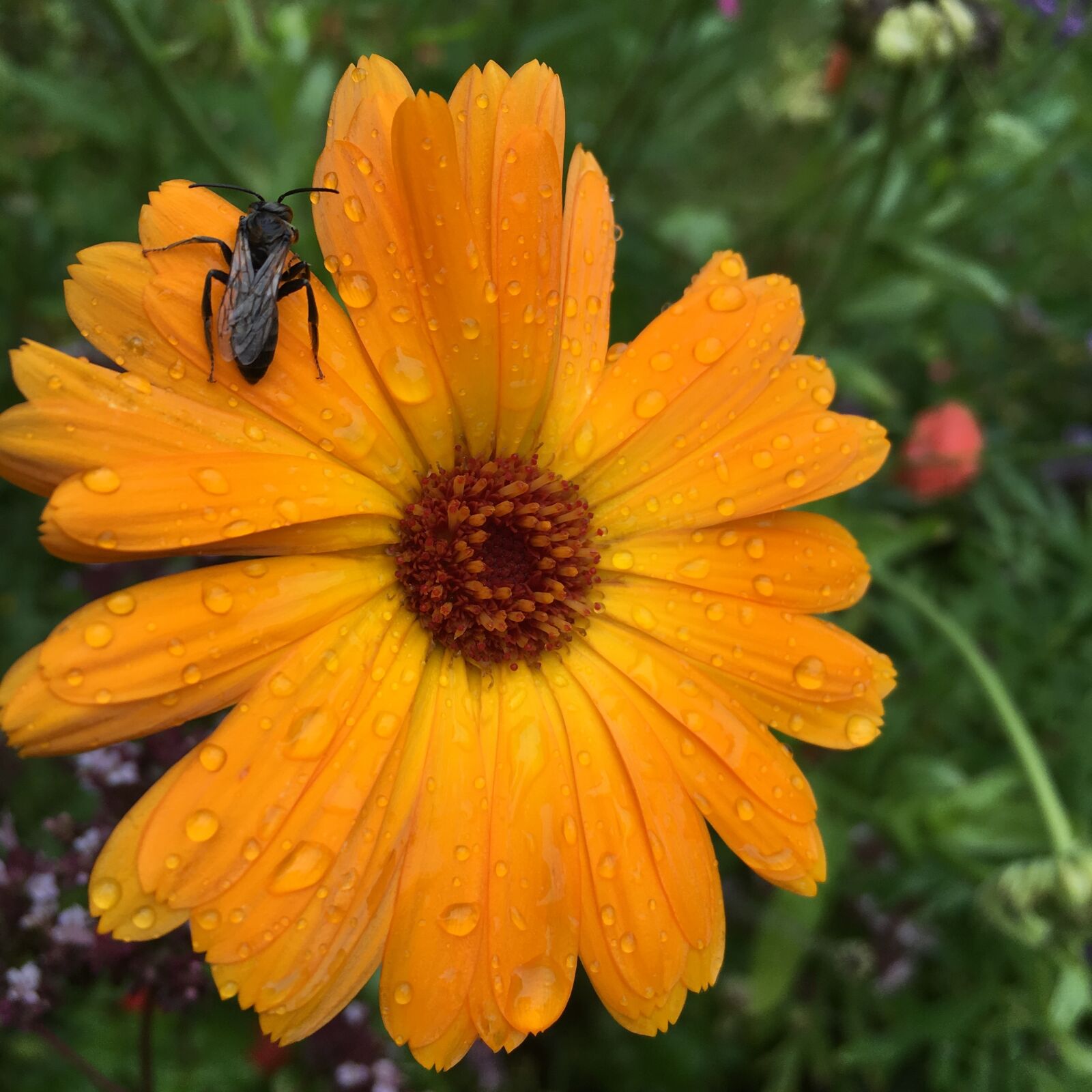 Apple iPhone 6s sample photo. Flower, plant, nature photography