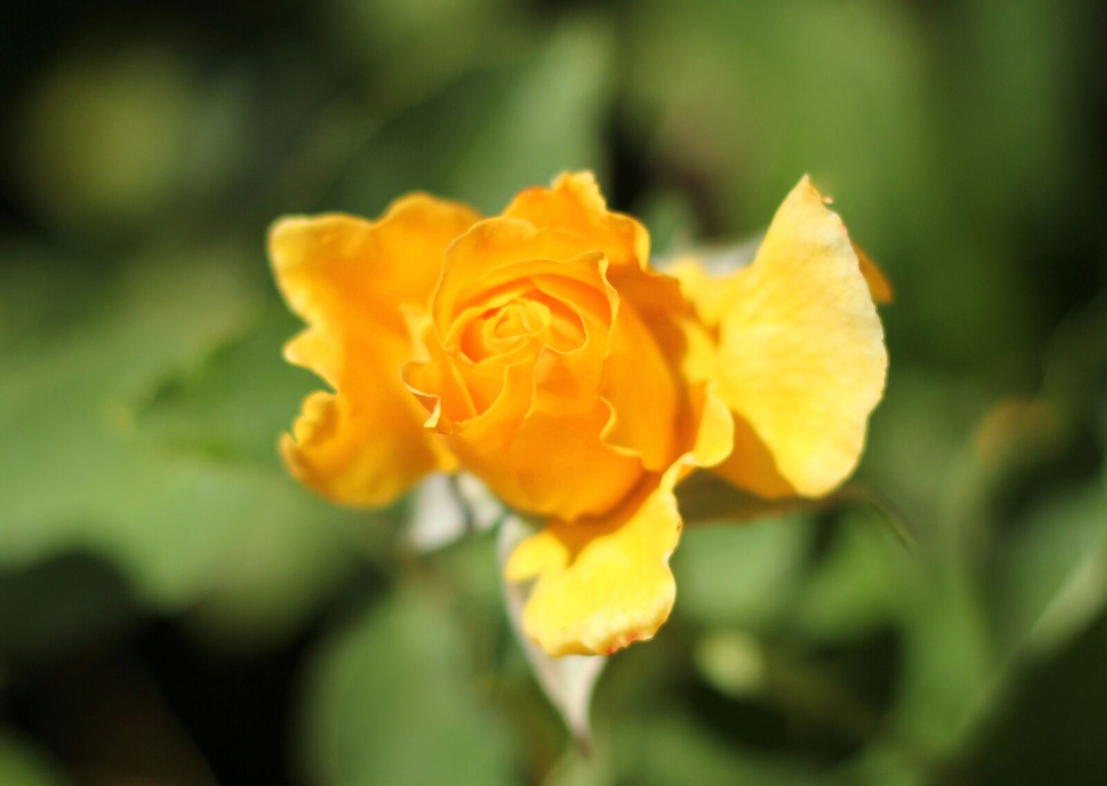 Canon EOS 550D (EOS Rebel T2i / EOS Kiss X4) sample photo. Yellow rose, garden, botanic photography
