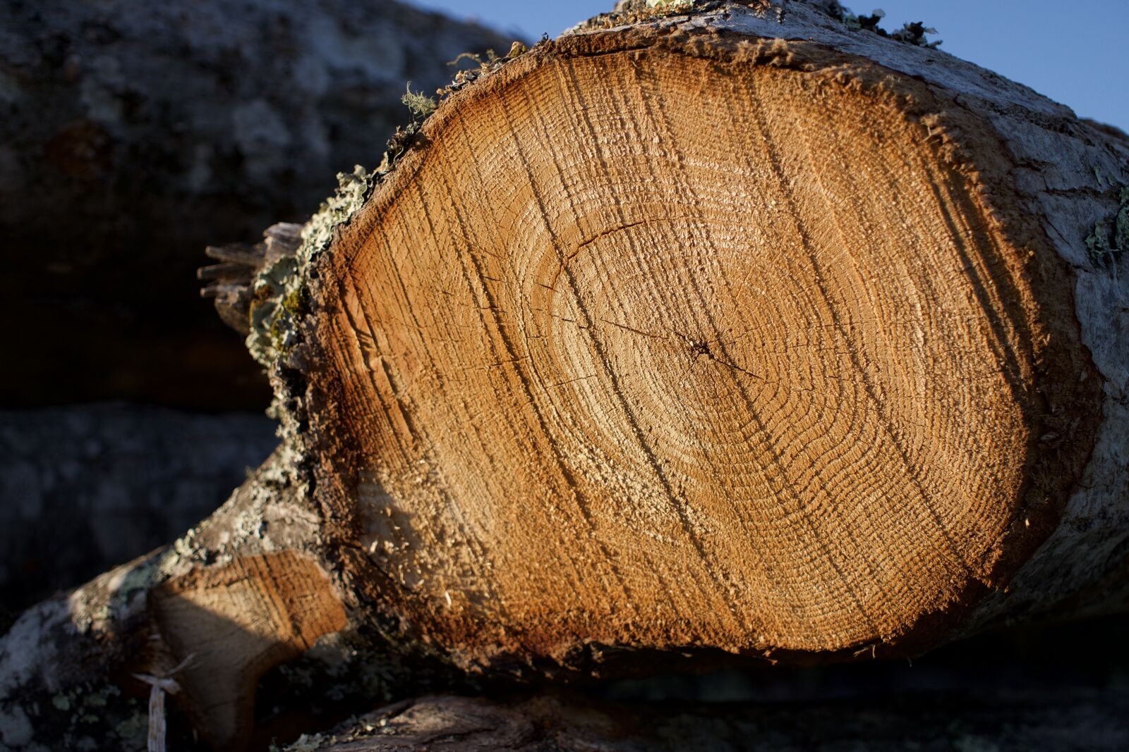 Sony a6300 + Sigma 30mm F2.8 EX DN sample photo. Wood, lumber, logs photography