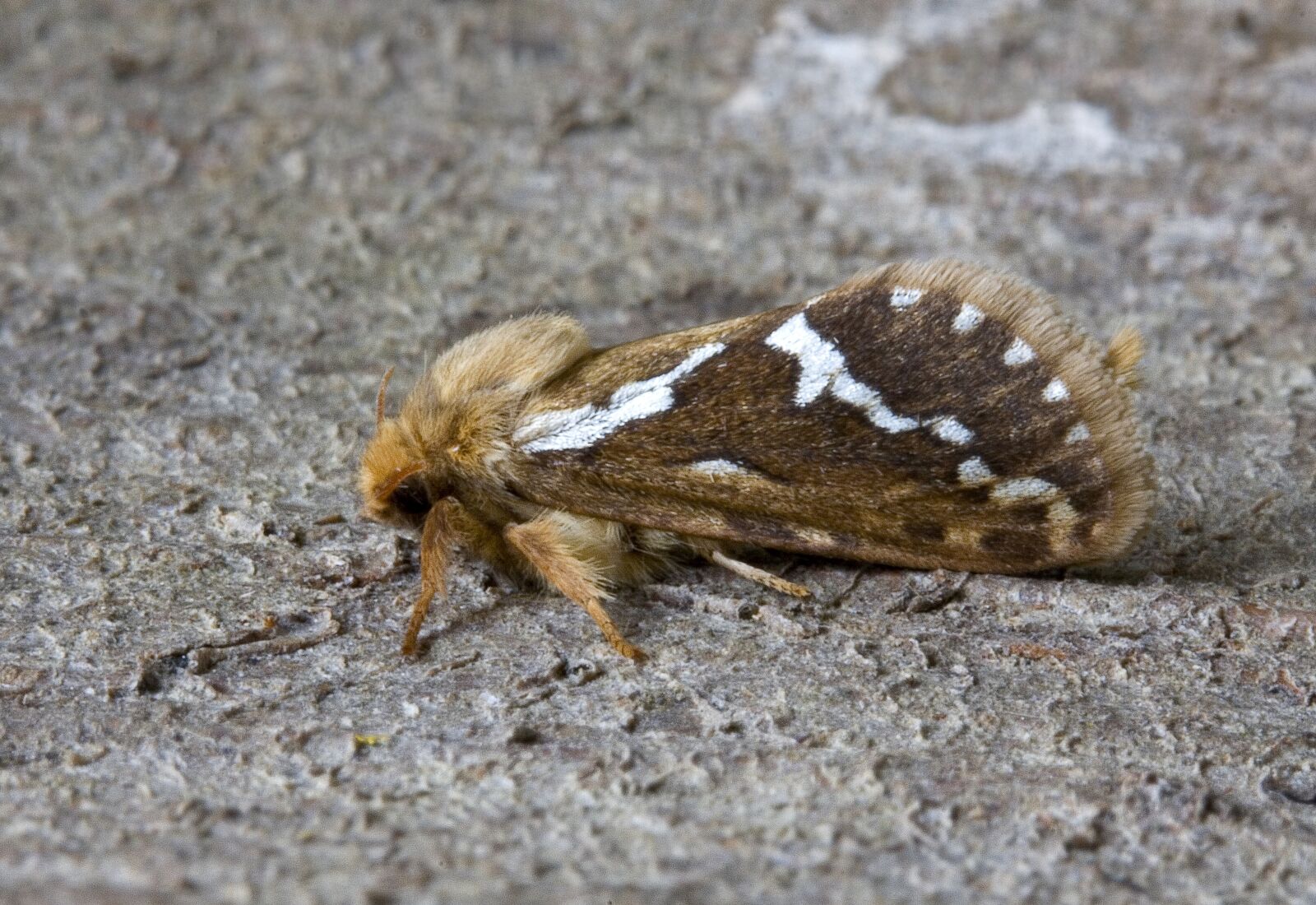 Canon EOS 400D (EOS Digital Rebel XTi / EOS Kiss Digital X) sample photo. Moth, close up, nature photography