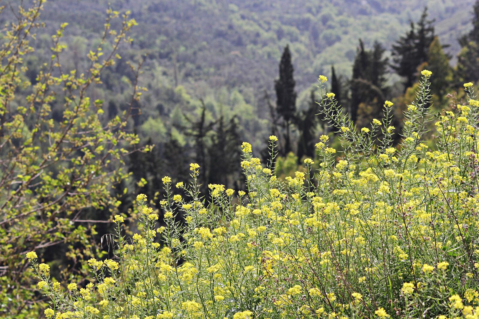 Canon EOS 60D sample photo. Landscape, nature, flower photography