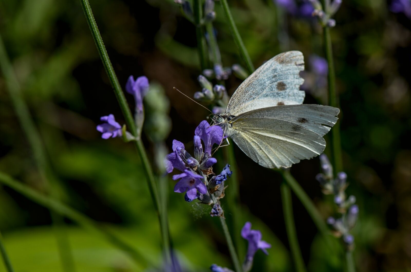 Nikon D7000 sample photo. White, butterfly, insect photography