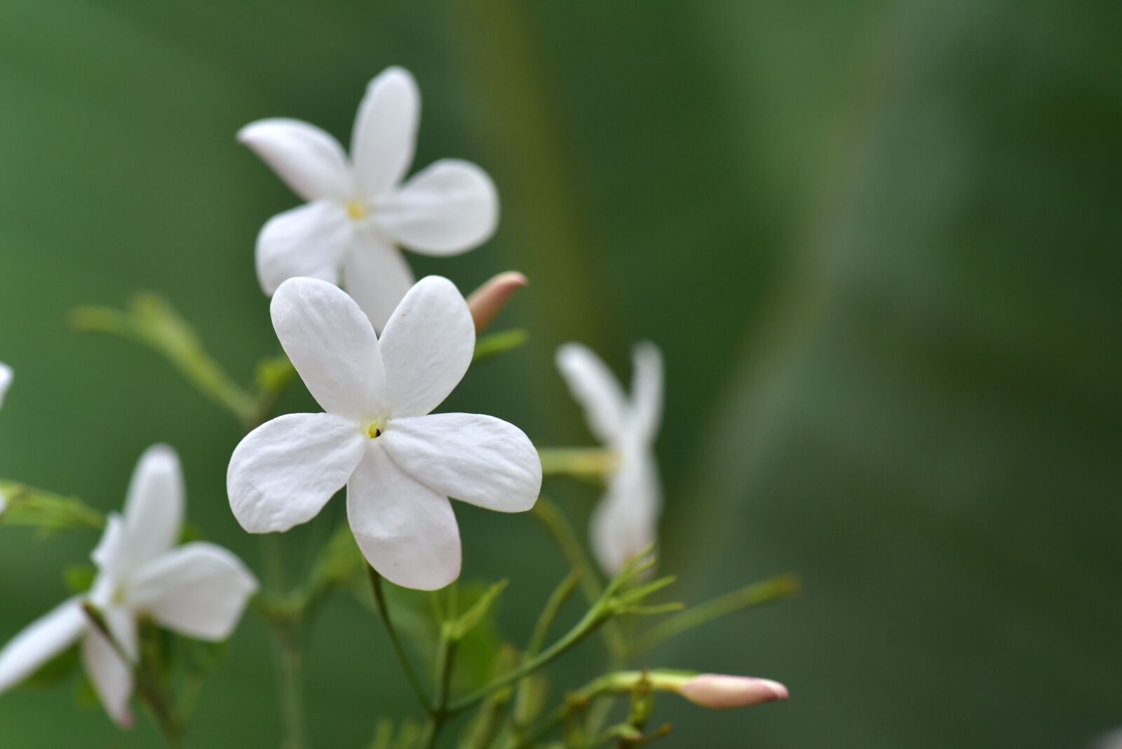 Nikon D750 sample photo. Jasmin, jasmine flower, flower photography