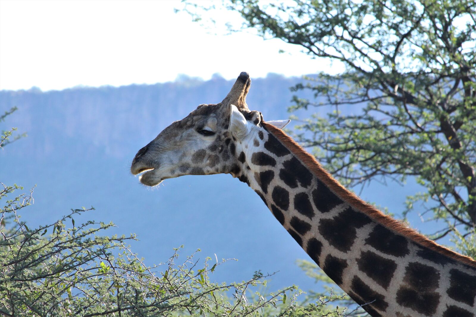 Canon EF-S 55-250mm F4-5.6 IS STM sample photo. Giraffe, safari, national park photography