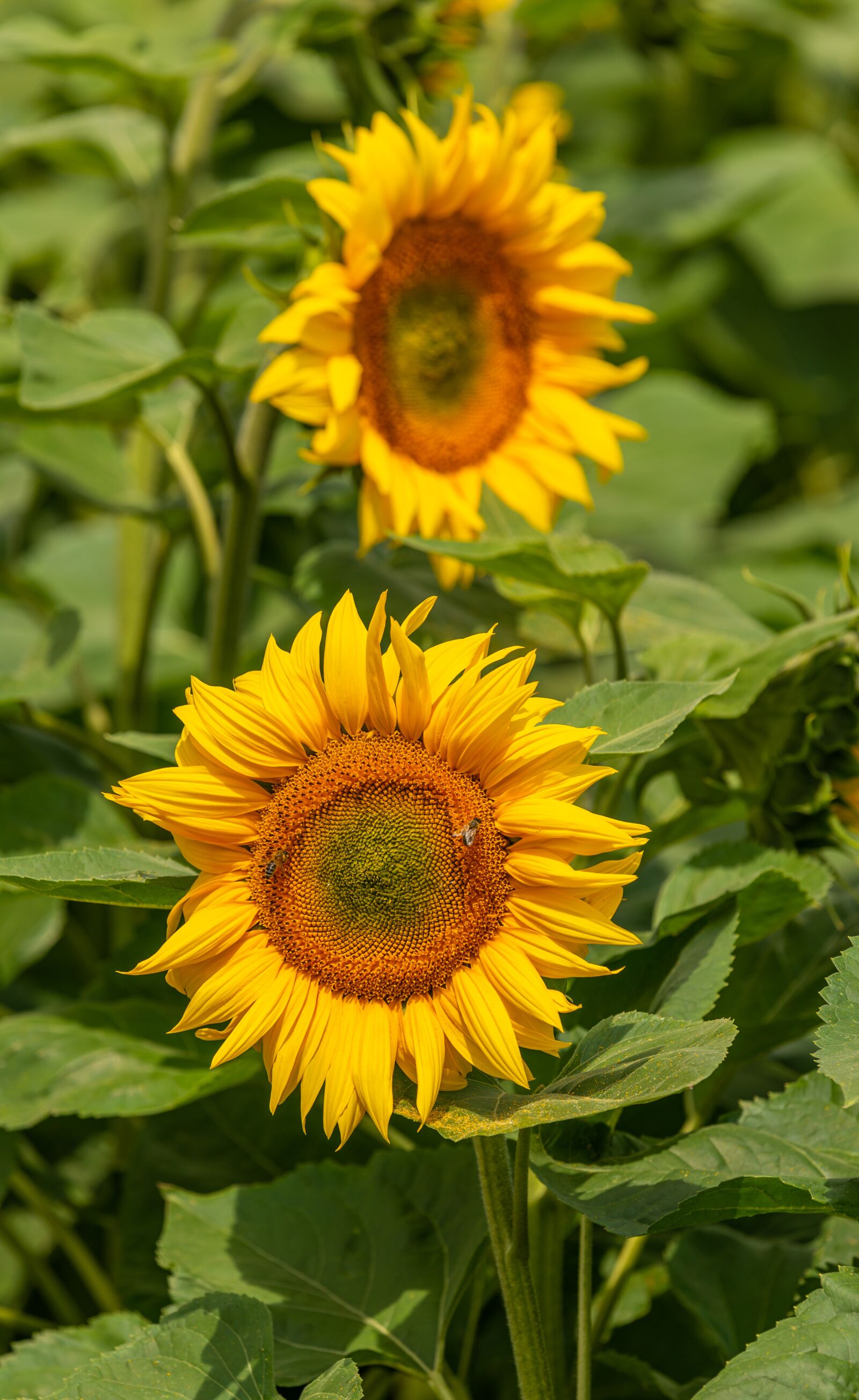Nikon D800E sample photo. Sunflower, flower, yellow photography