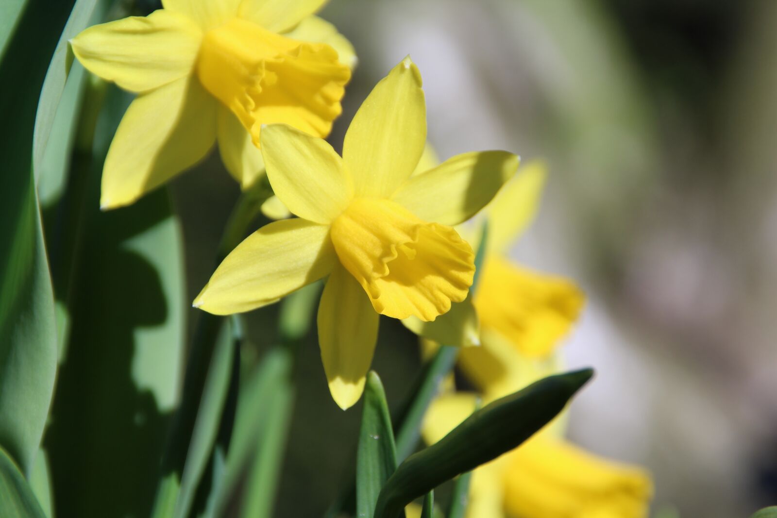 Canon EOS 1200D (EOS Rebel T5 / EOS Kiss X70 / EOS Hi) sample photo. Osterglocken, yellow, flower photography