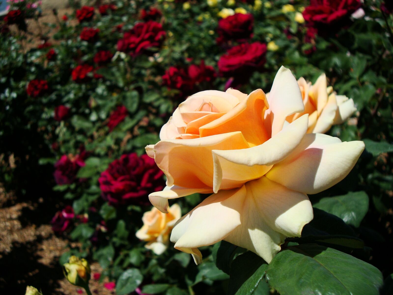 Sony Cyber-shot DSC-W220 sample photo. Roses, spring, nature photography