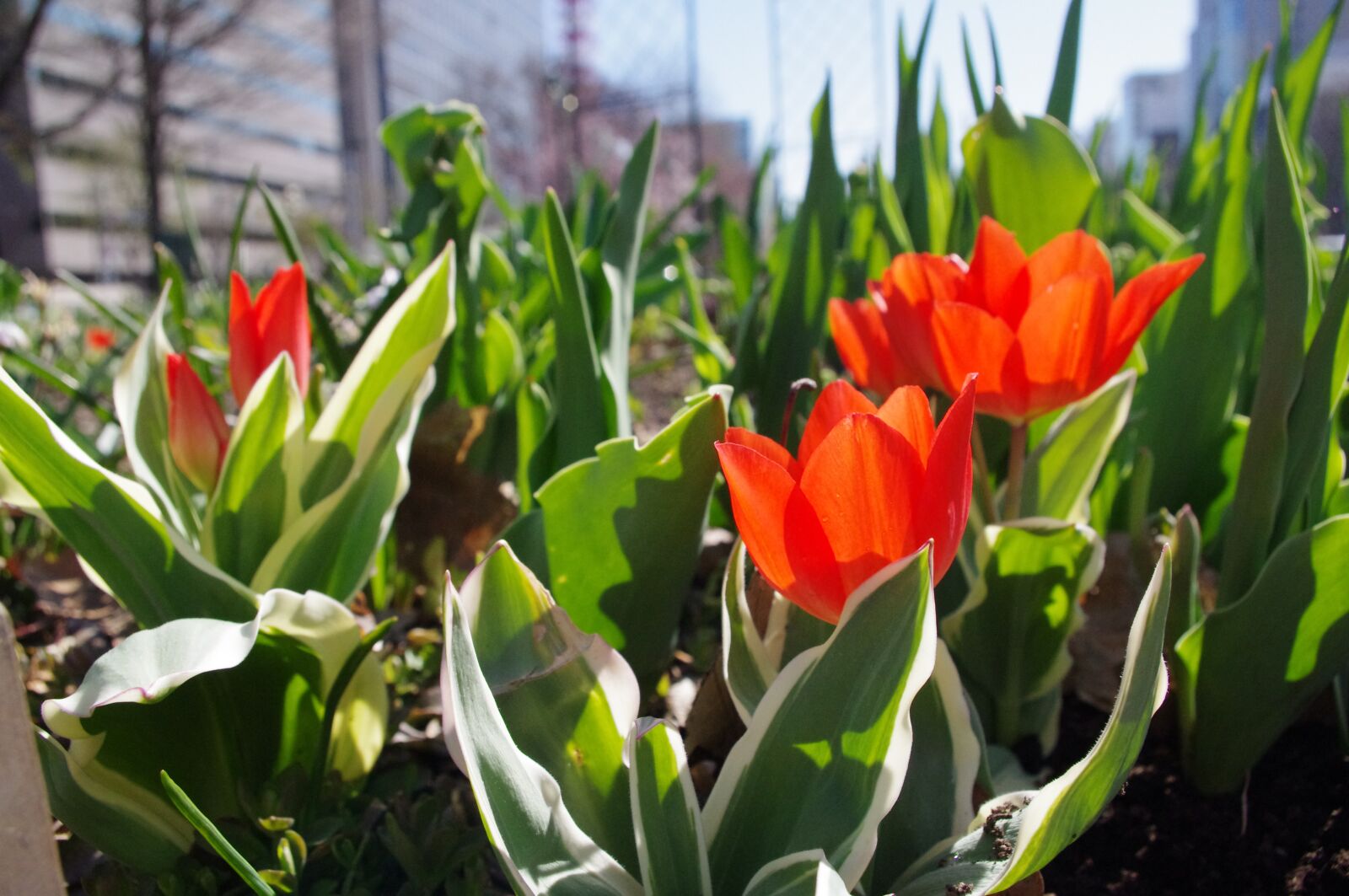 Pentax K-r sample photo. Tulip, red, spring photography