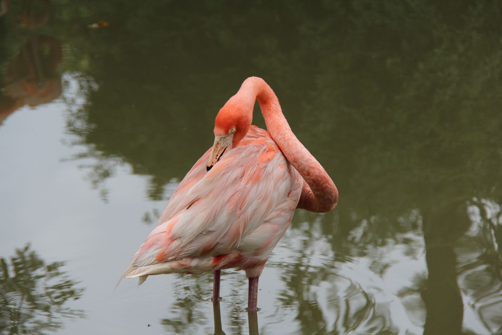 Canon EF-S 18-200mm F3.5-5.6 IS sample photo. Flamingo, zoo, summer photography
