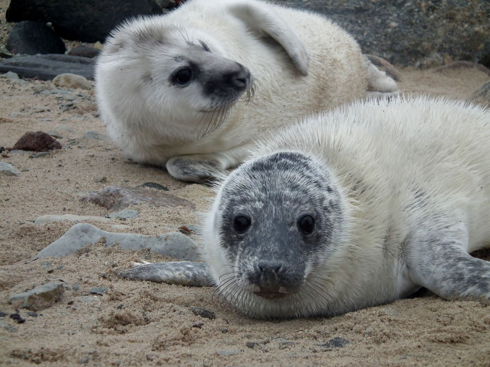 FujiFilm FinePix HS10 (FinePix HS11) sample photo. Seals, seal, sea photography