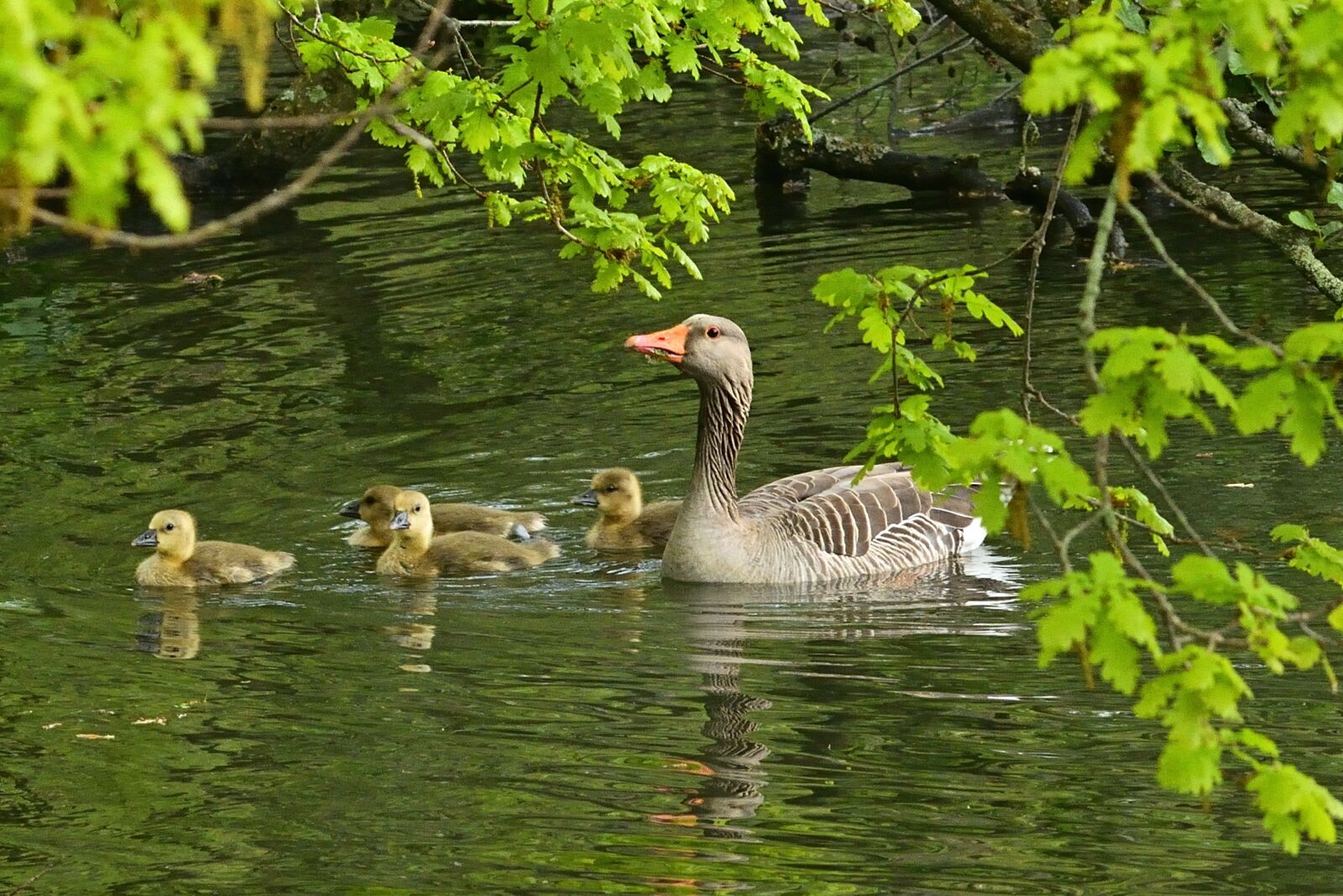 Nikon D5200 sample photo. Greylag goose, chicks, park photography