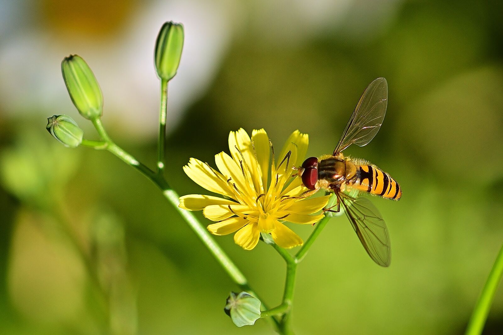 Nikon D5200 sample photo. Blossom, bloom, yellow photography