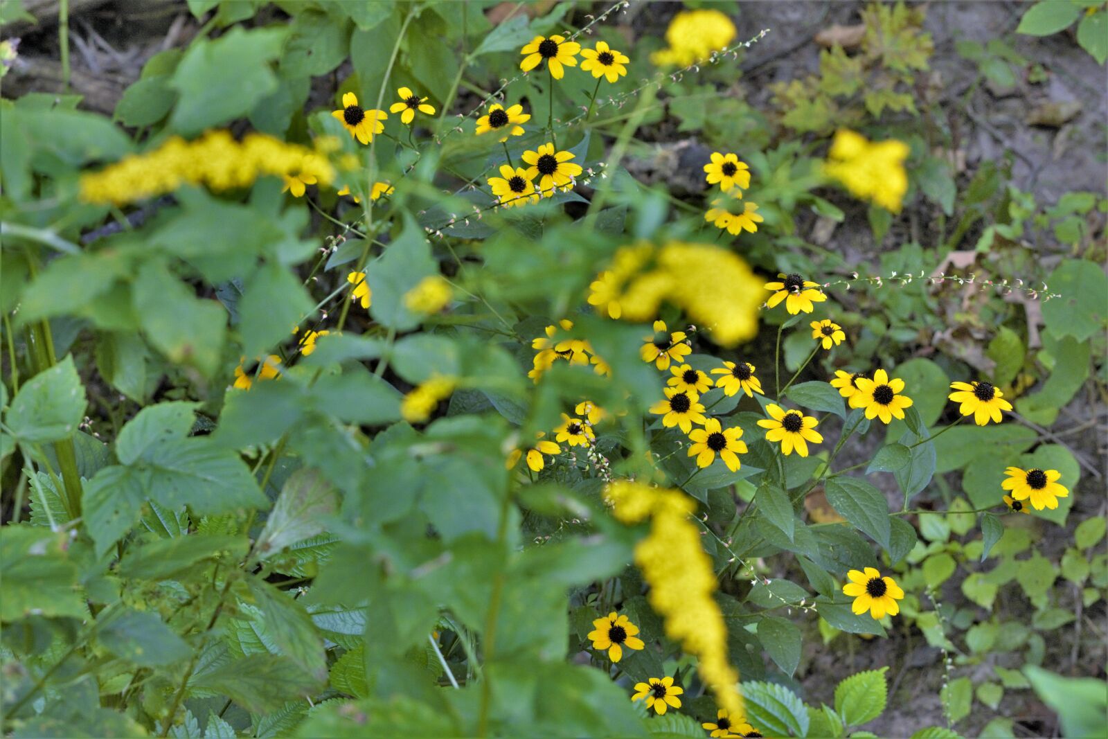 Nikon D7100 sample photo. Wild flower, prickly vines photography