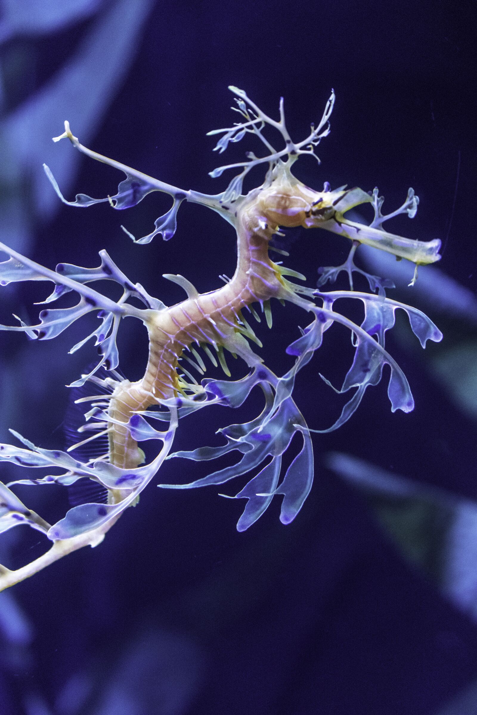 Canon EOS 80D sample photo. Sea, ocean, seahorse photography