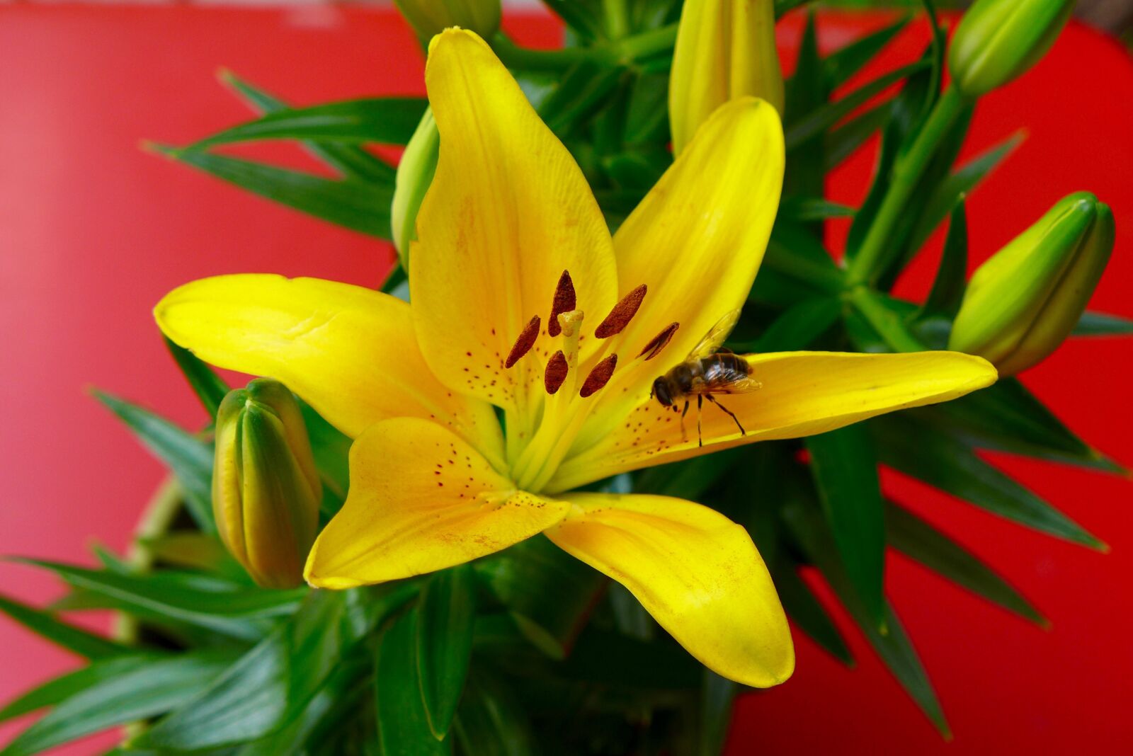 Panasonic Lumix DMC-LX7 sample photo. Flower, lily, bee photography