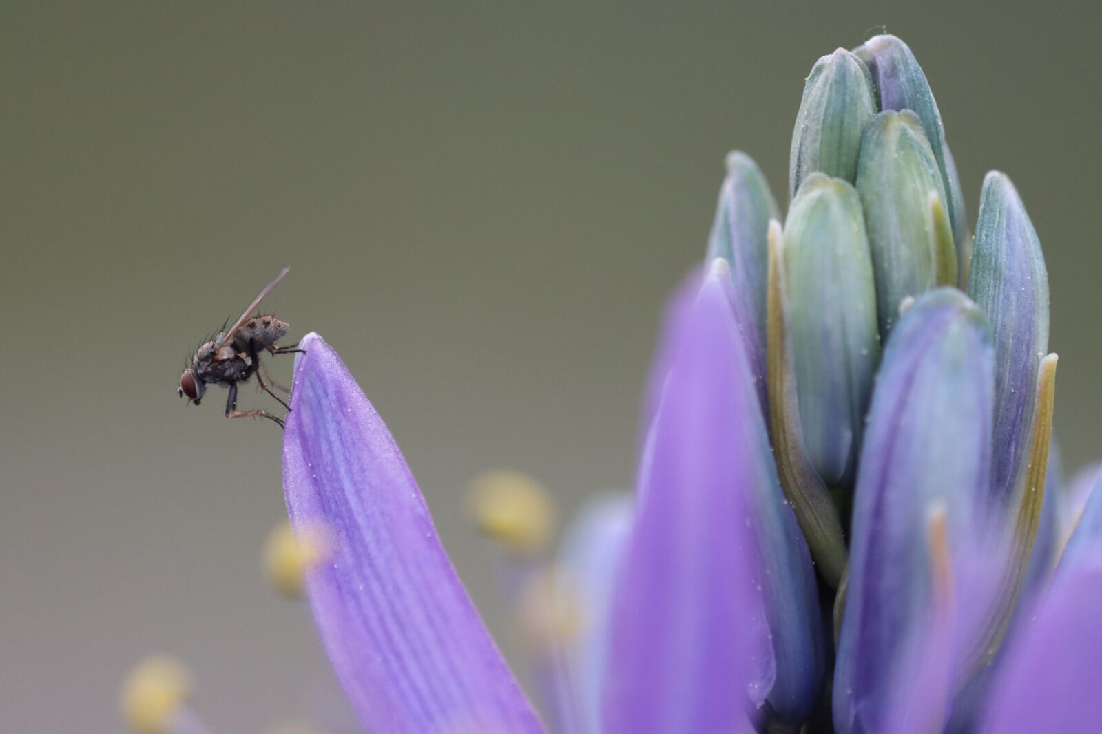 Canon EOS 90D sample photo. Flowers, blue, violet photography