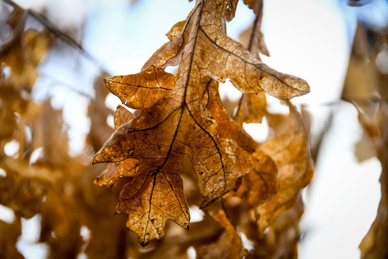 Nikon D500 sample photo. Fall, nature, leaf photography