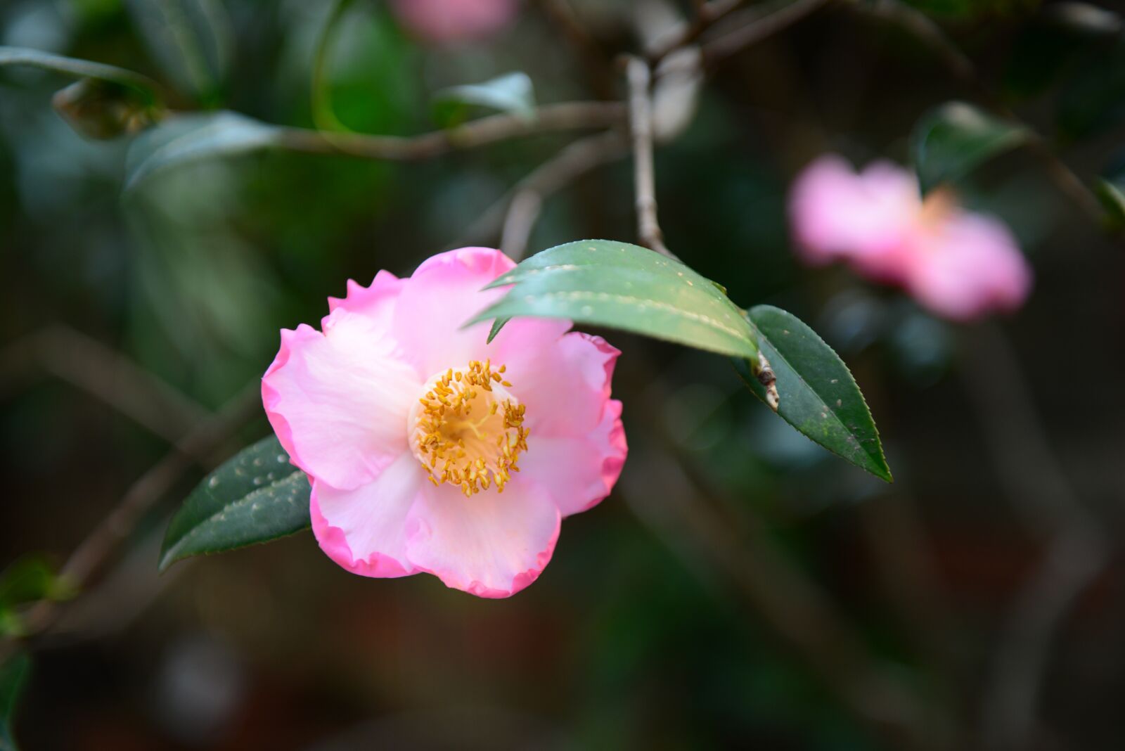 Nikon D610 sample photo. Flower, plant, nature photography
