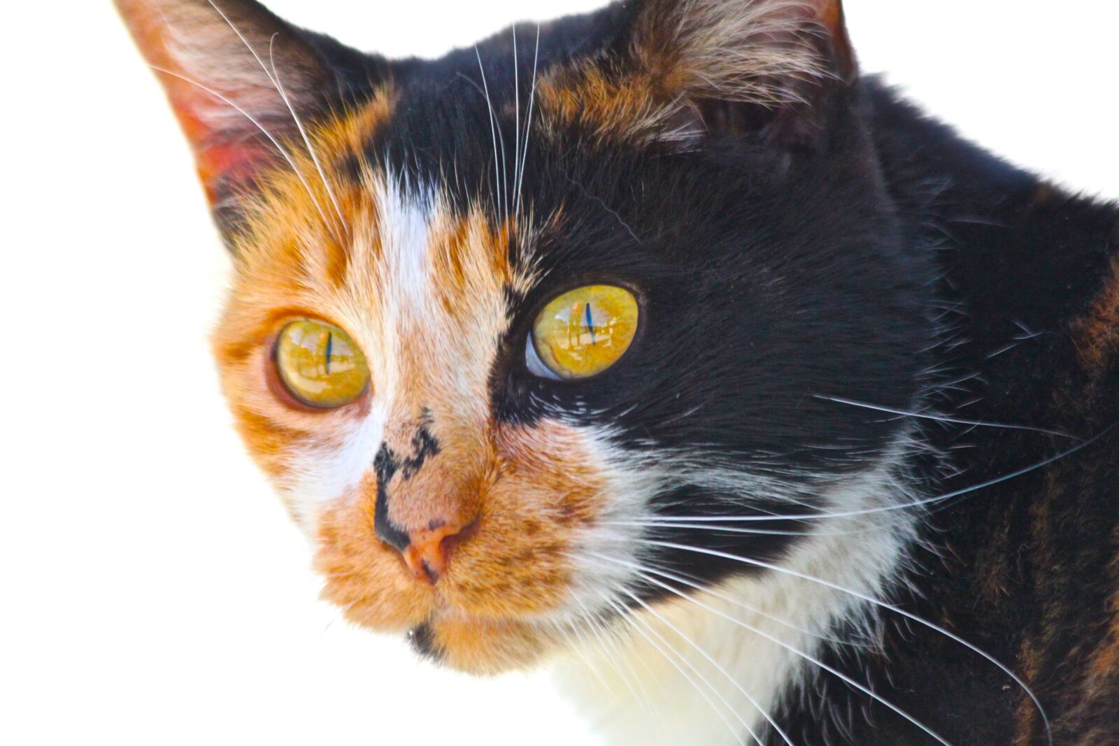 Canon EOS 500D (EOS Rebel T1i / EOS Kiss X3) sample photo. Cute, cat, animal photography