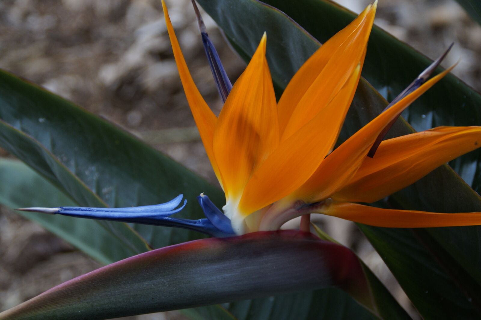 Sony SLT-A58 sample photo. Strelizie, exotic, bird of photography