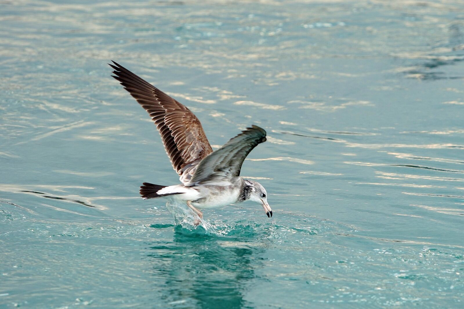 Canon EF 70-200mm F2.8L USM sample photo. Seagull, sea, bird photography