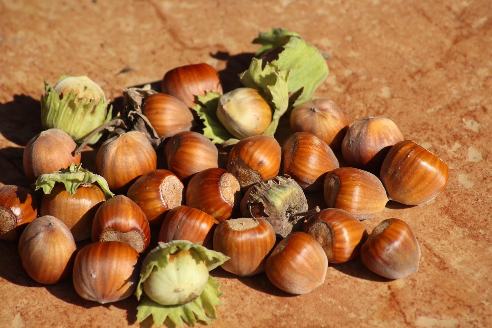 Canon EOS 1200D (EOS Rebel T5 / EOS Kiss X70 / EOS Hi) sample photo. Hazelnuts, hazel, autumn photography