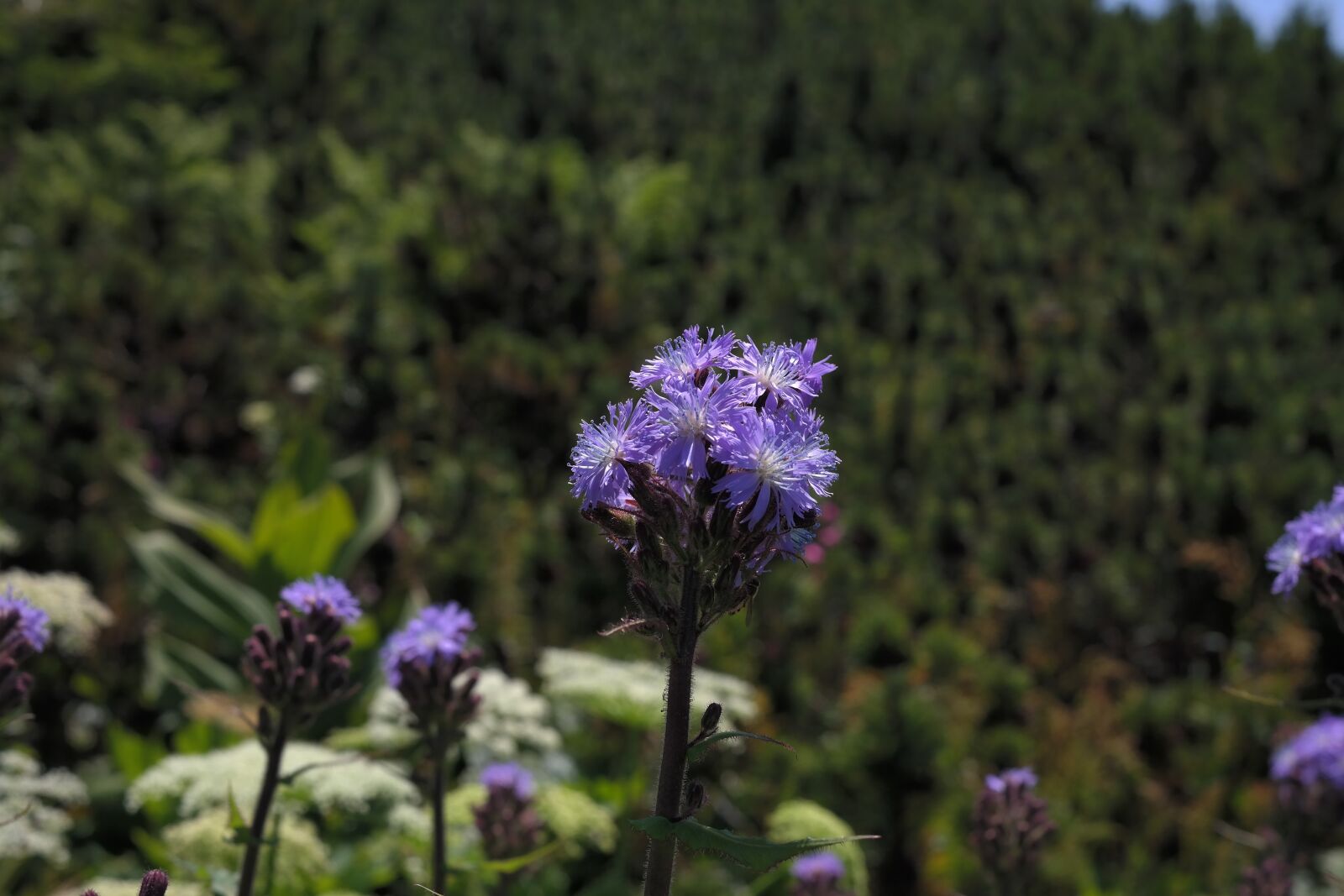 Samsung NX300 sample photo. Cicerbita alpina, flower, blossom photography
