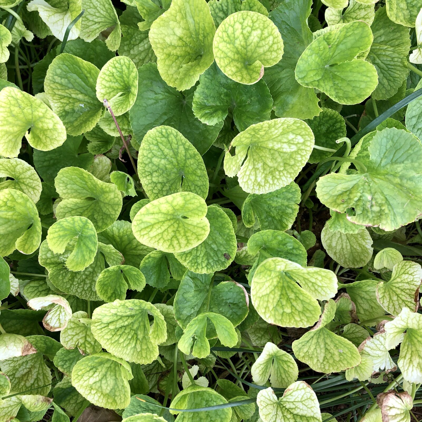 iPhone 8 back camera 3.99mm f/1.8 sample photo. Nature, green, creeper photography