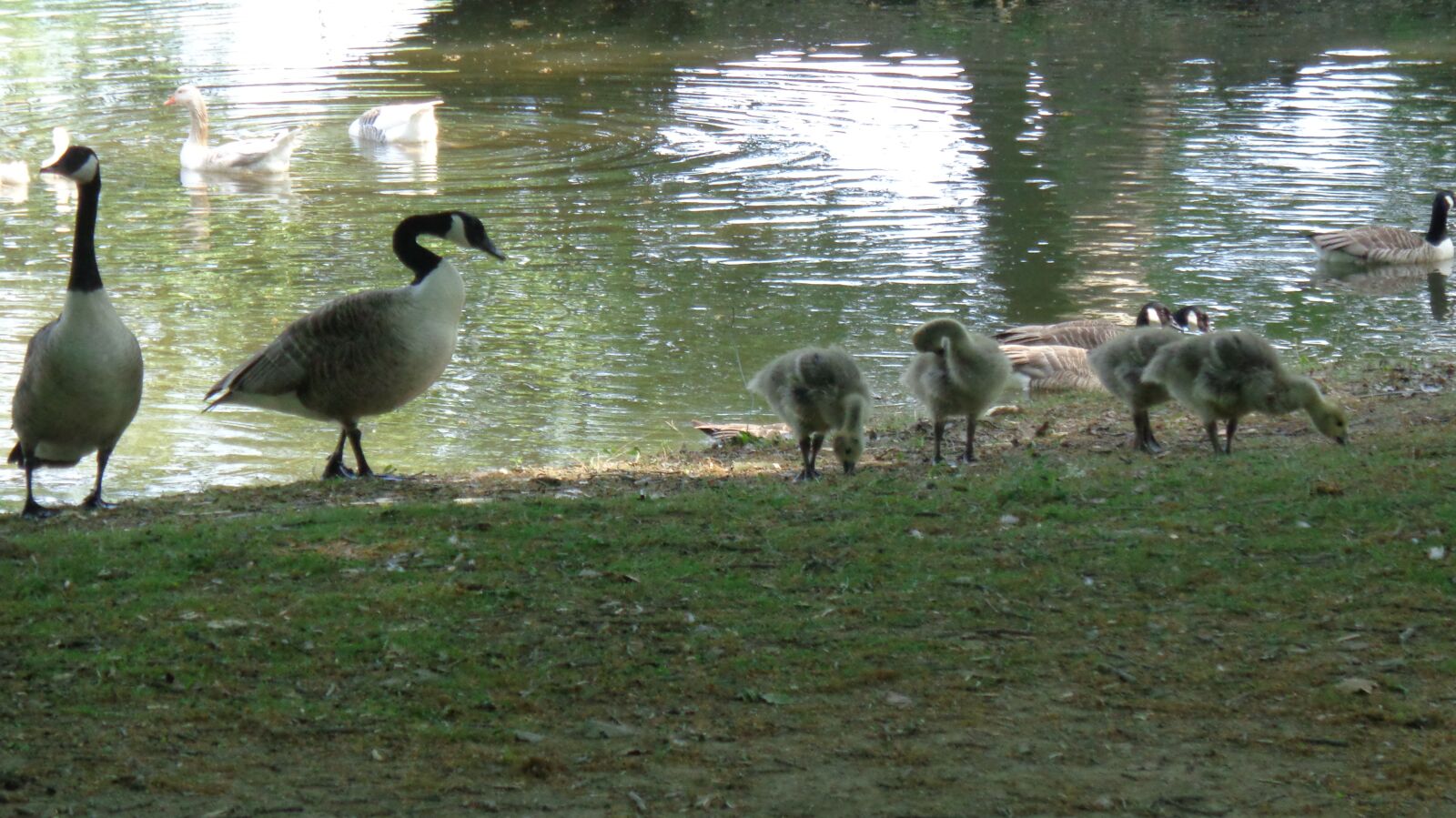 Sony Cyber-shot DSC-W830 sample photo. Geese, babies, family photography