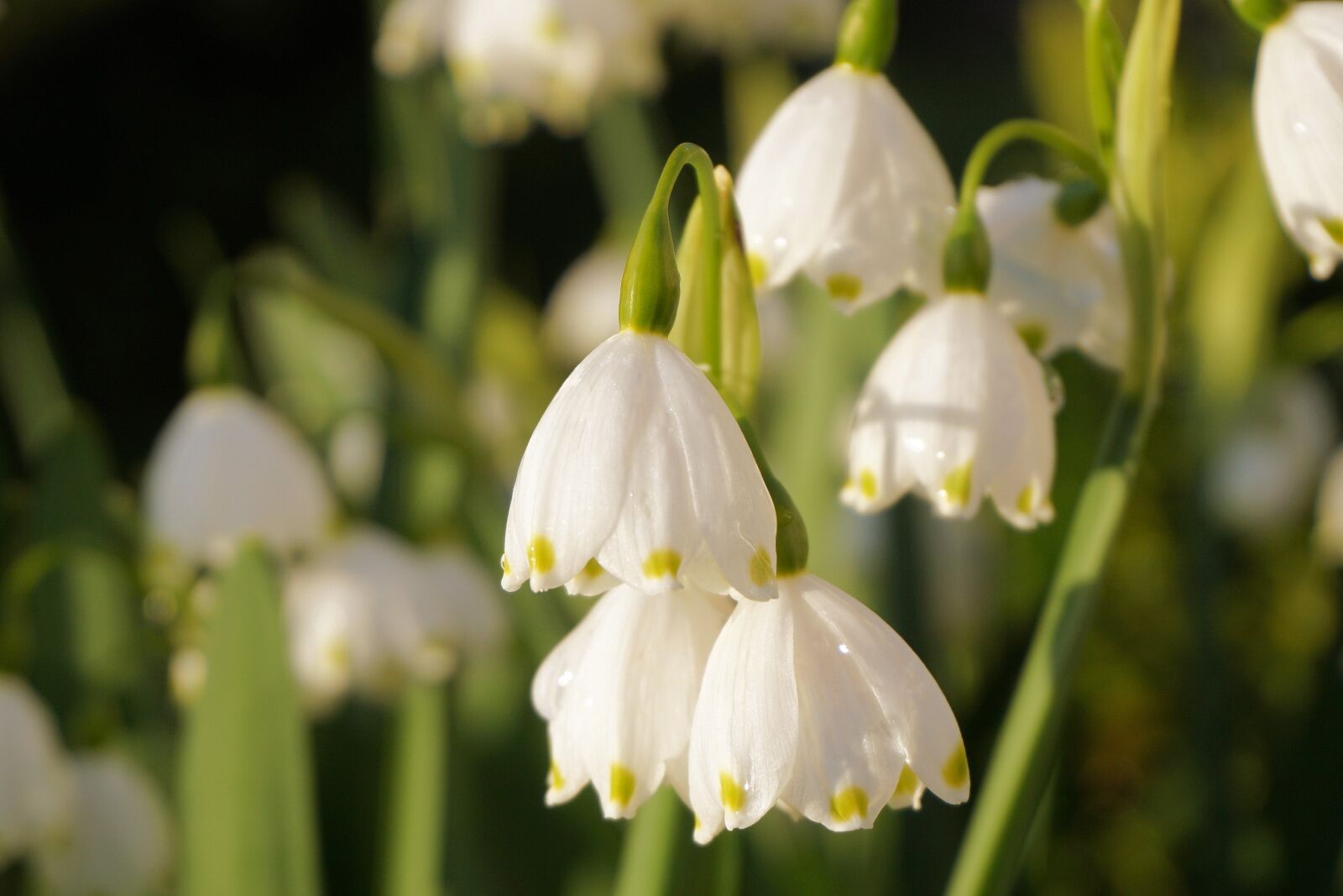 Sony a6000 sample photo. Flowers, spring, nature photography