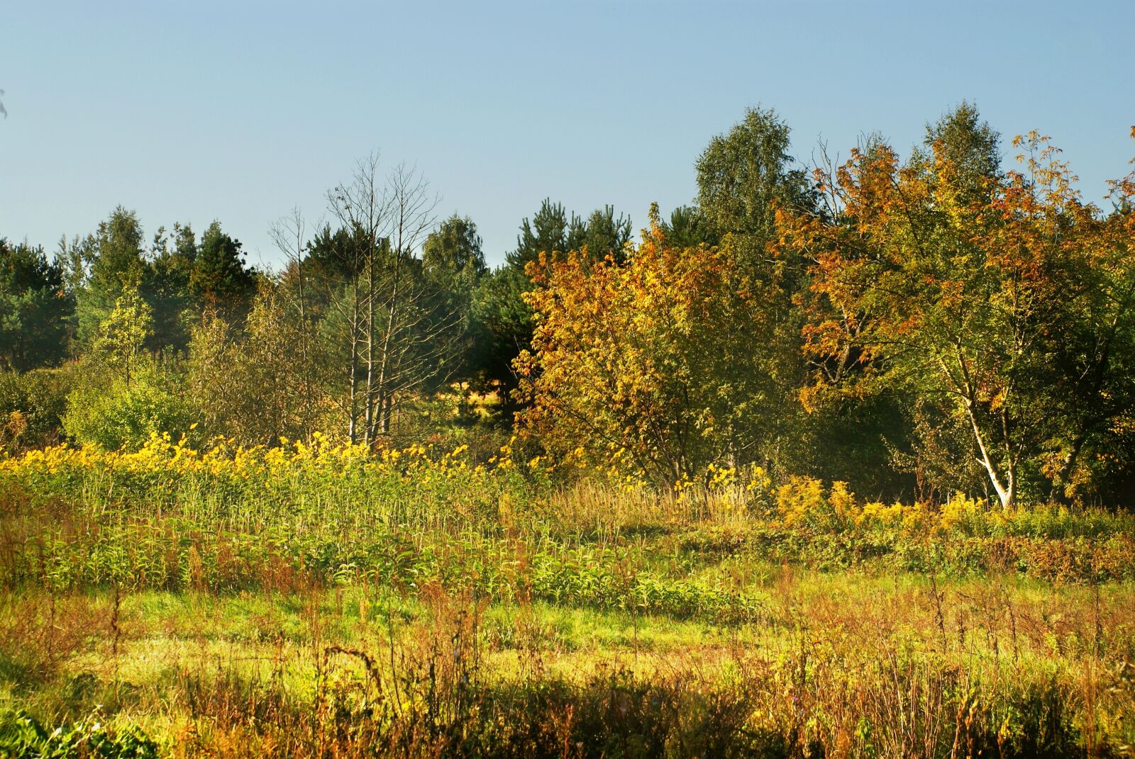 Sony Alpha DSLR-A200 sample photo. Author, skibka, photo photography