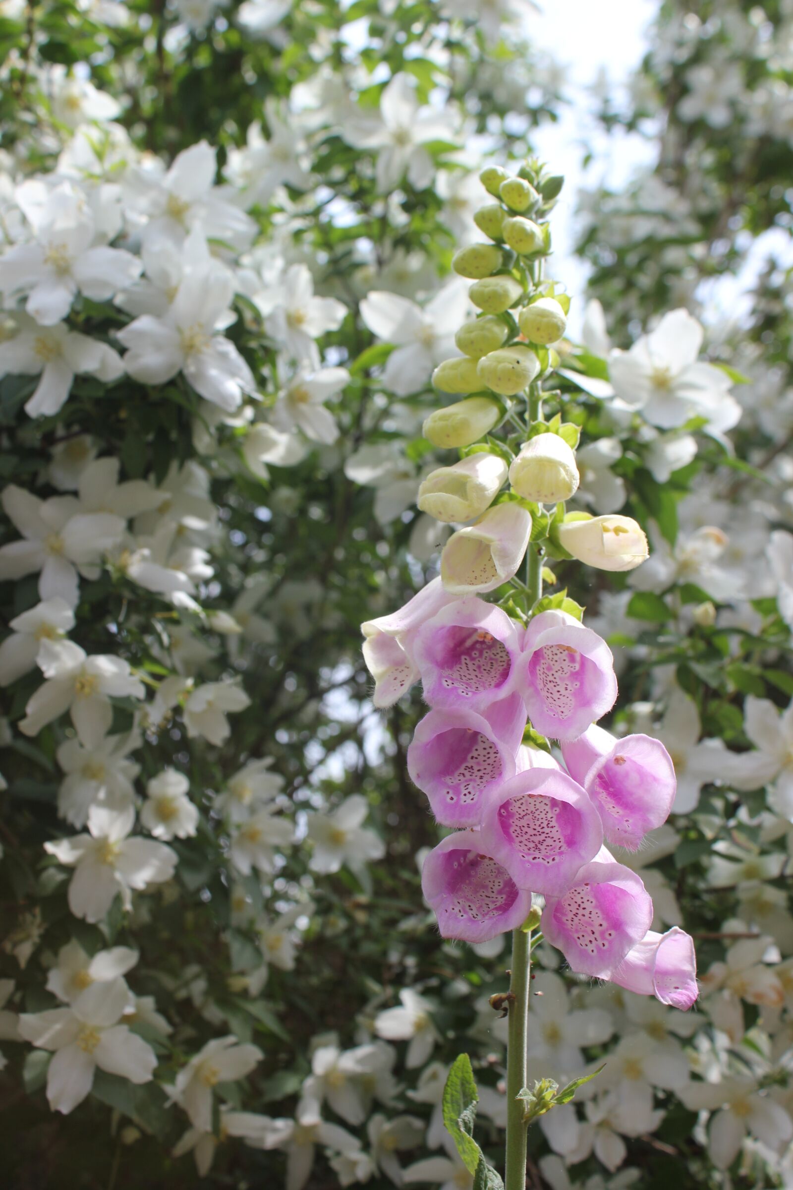 Canon EOS 550D (EOS Rebel T2i / EOS Kiss X4) sample photo. Flower, flora, nature photography