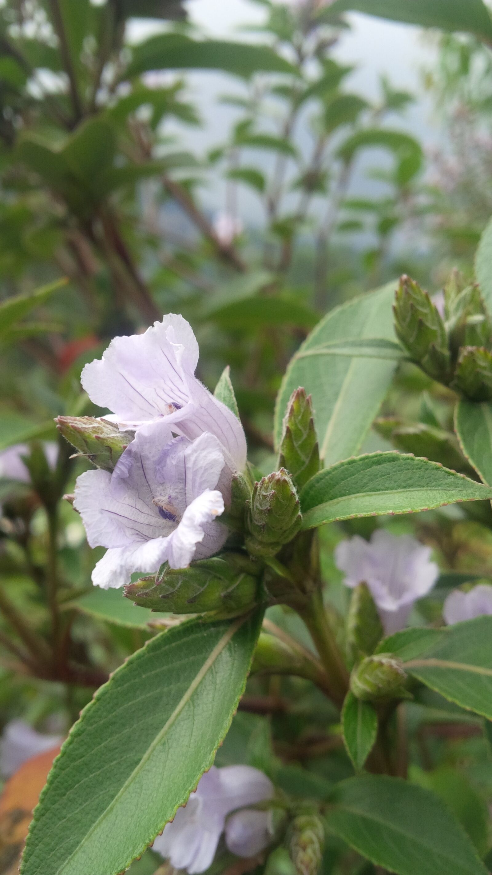BlackBerry Z10 sample photo. Munnar, kerala, green photography