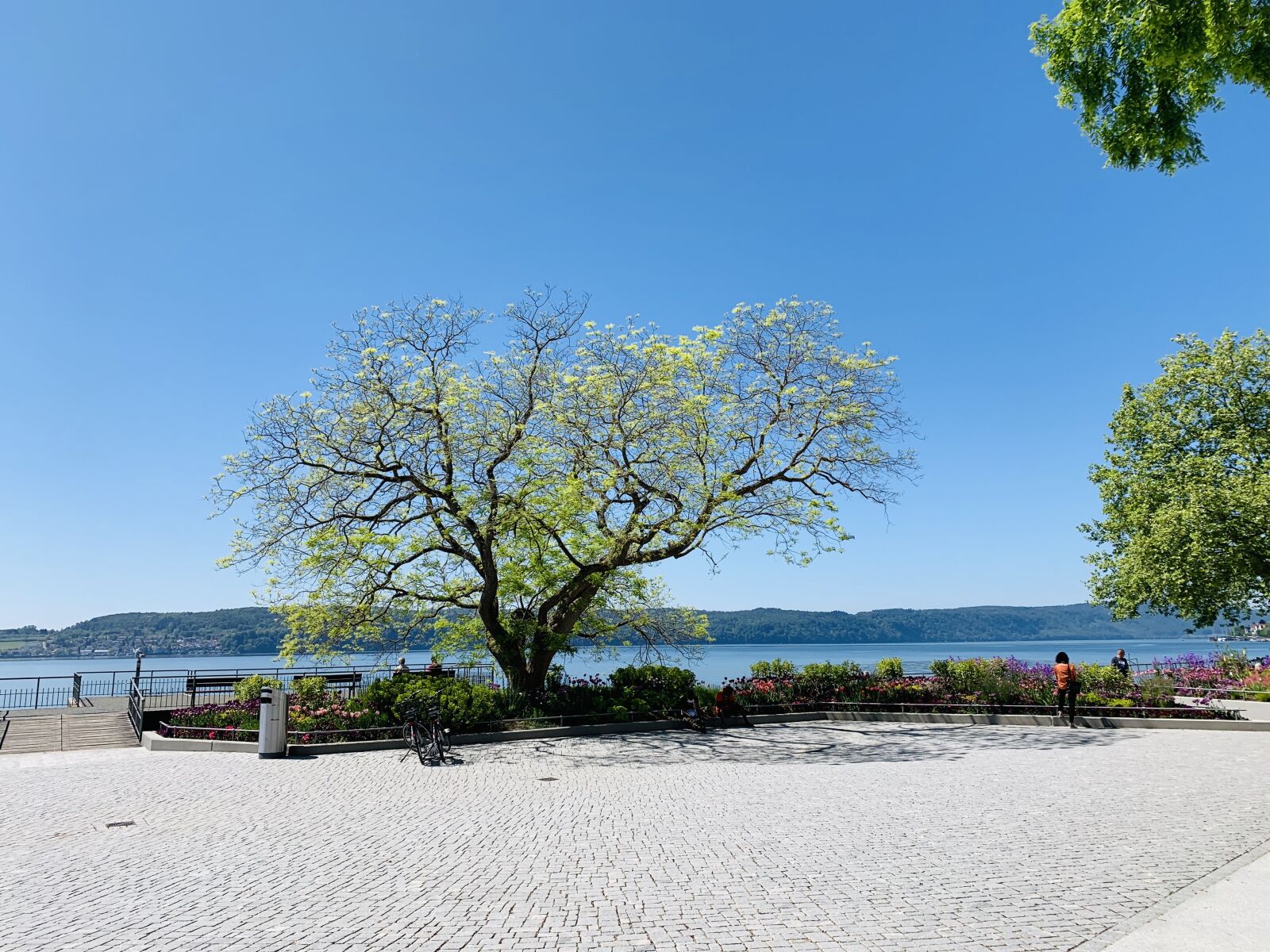 Apple iPhone XR sample photo. Bodensee, calm, tree photography