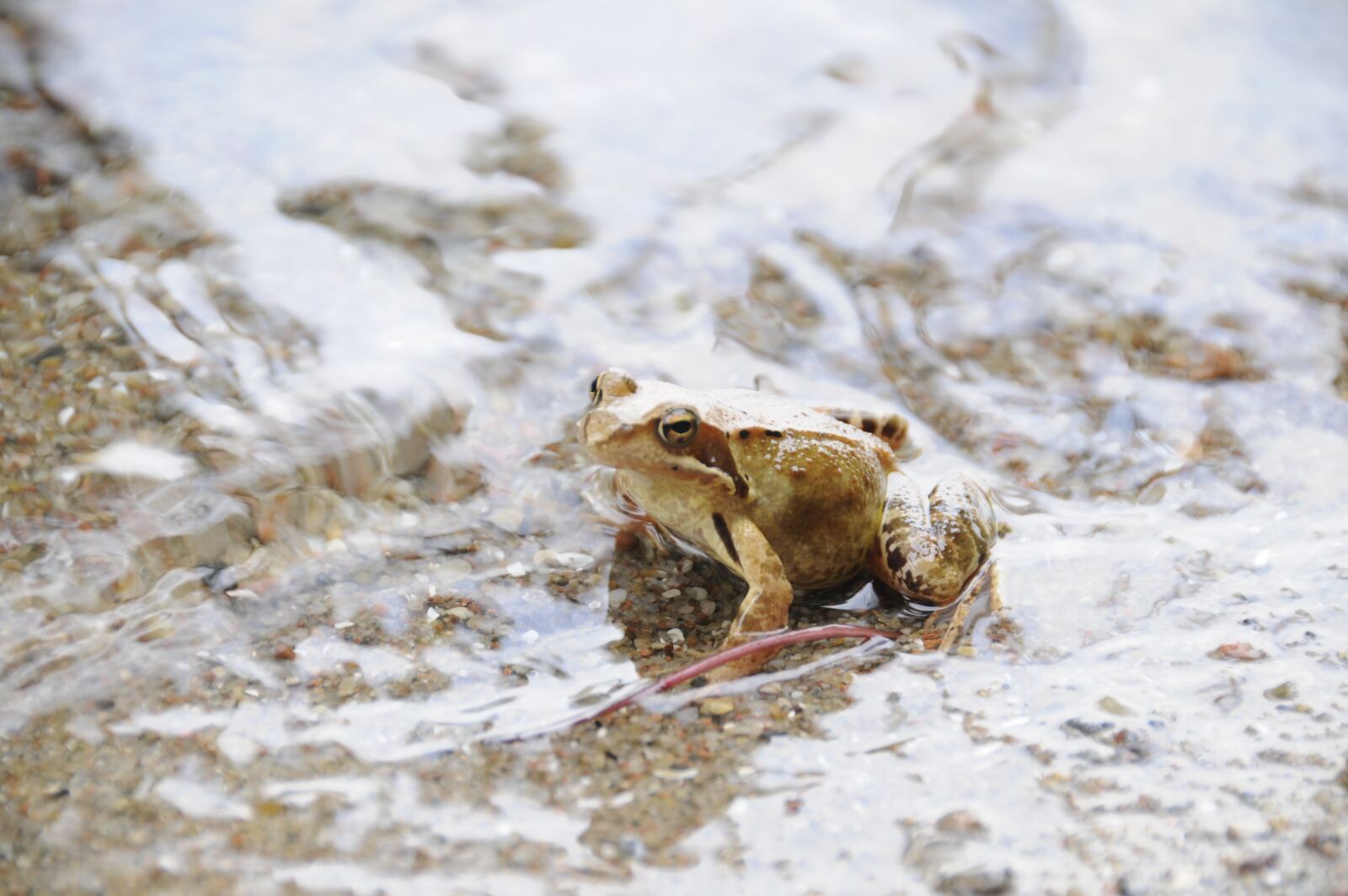 Nikon D300 sample photo. The frog, water, nature photography