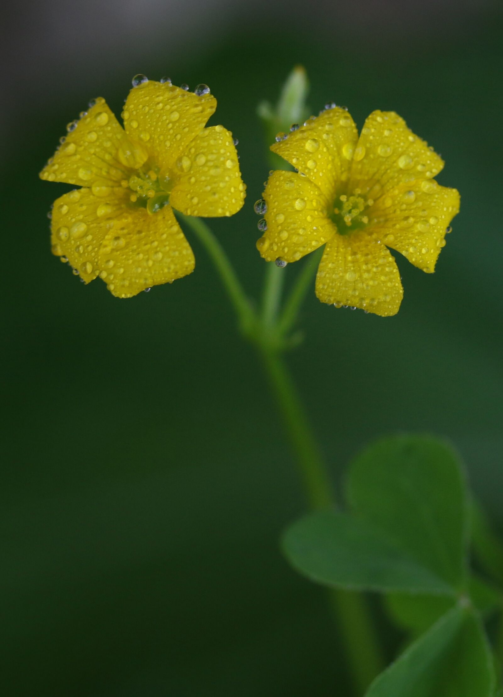 Canon EF-S 60mm F2.8 Macro USM sample photo. Clover, flower, yellow photography