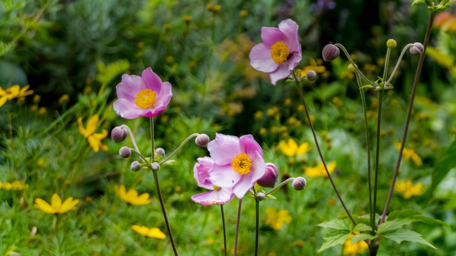 Panasonic Lumix DMC-FZ2500 (Lumix DMC-FZ2000) sample photo. Garden, flowers, blossom photography