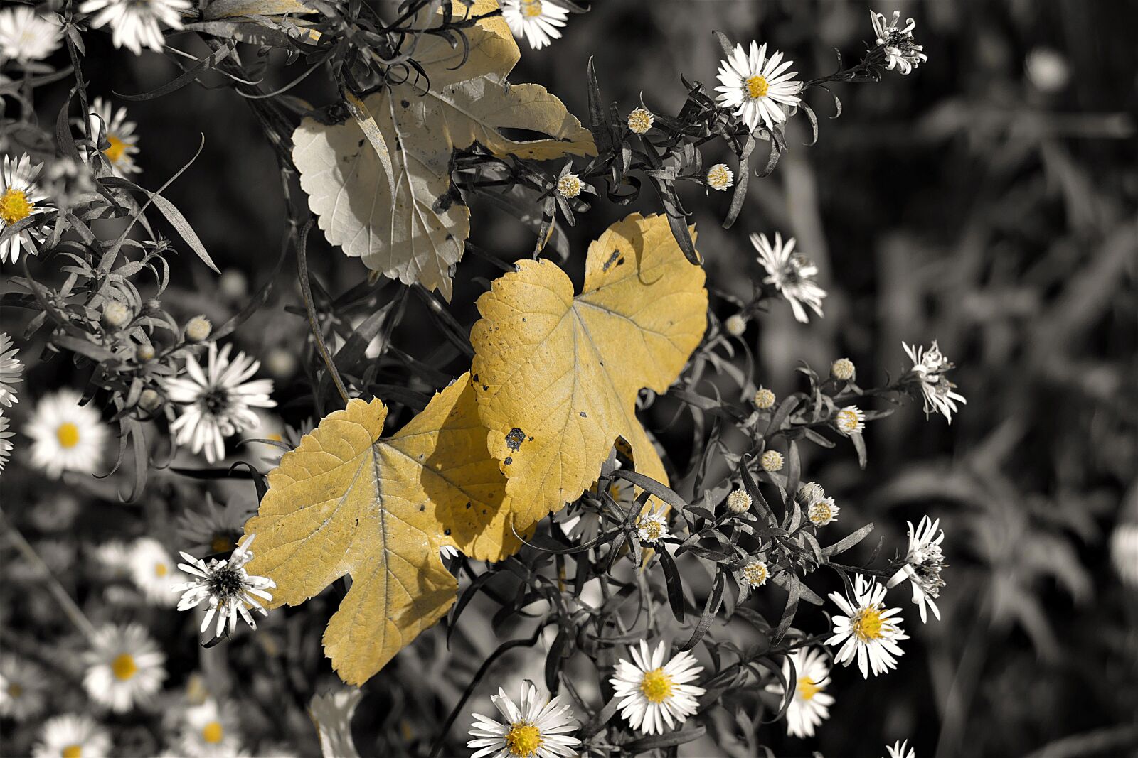 Panasonic Lumix DMC-FZ1000 sample photo. Leaves, autumn, daisy photography